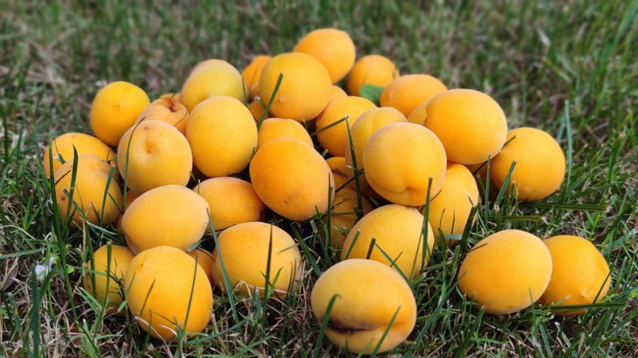 فندق كراون بلازا شنجهاي أنتينج Jiading المظهر الخارجي الصورة